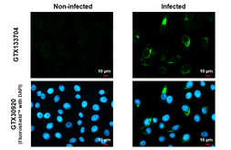 Anti-Zika virus NS4A protein antibody used in Immunocytochemistry/ Immunofluorescence (ICC/IF). GTX133704